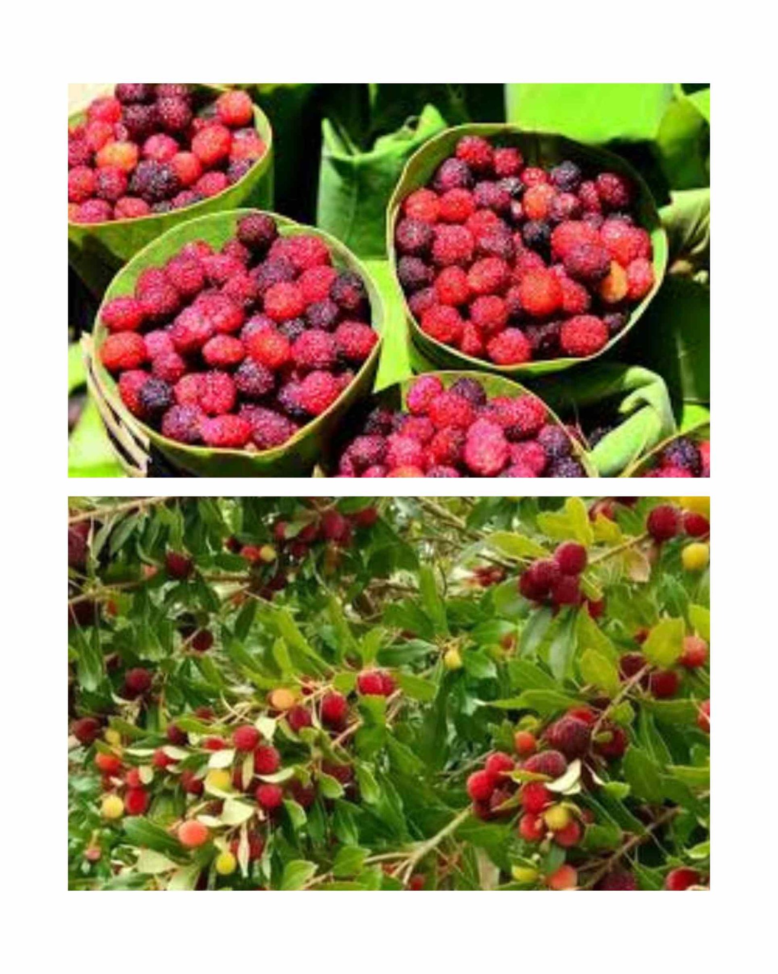 काफल: उत्तराखंड का ‘जंगली फलों का राजा’, स्वाद के साथ पोषण का भी खजाना