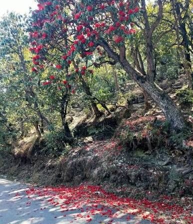 अल्मोड़ा के जंगलों में खिला बुरांश, औषधीय गुणों से भरपूर फूल बना आकर्षण
