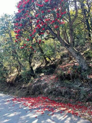 अल्मोड़ा के जंगलों में खिला बुरांश, औषधीय गुणों से भरपूर फूल बना आकर्षण