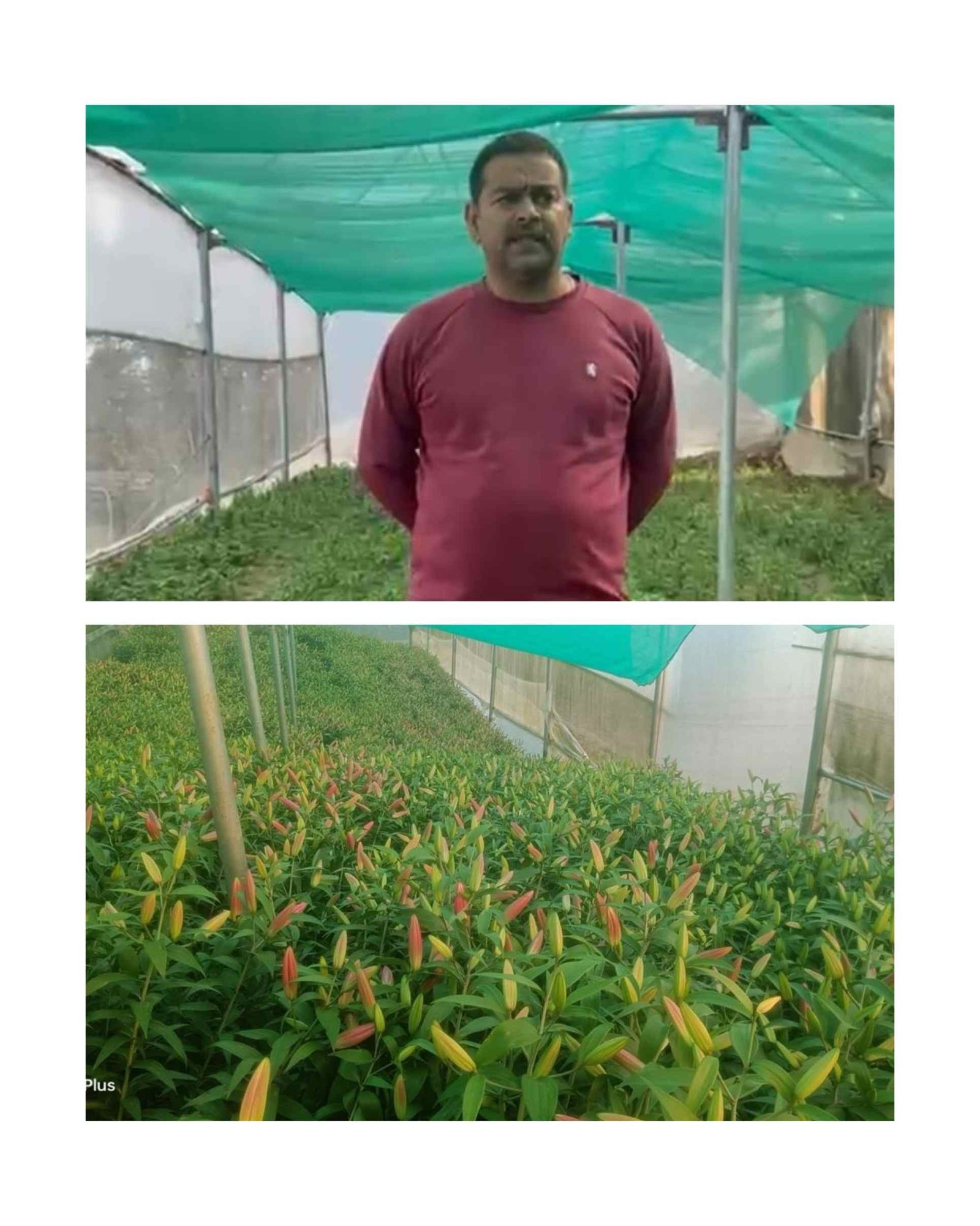 सरकारी योजना से बदली कमलेश की किस्मत, बंजर जमीन पर खड़ी की फूलों की सफल खेती