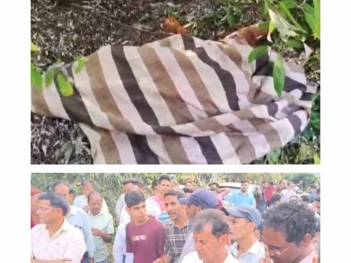 भीमताल के ज्योली गांव में गुलदार का आतंक: महिला को बनाया शिकार, ग्रामीणों में दहशत और आक्रोश