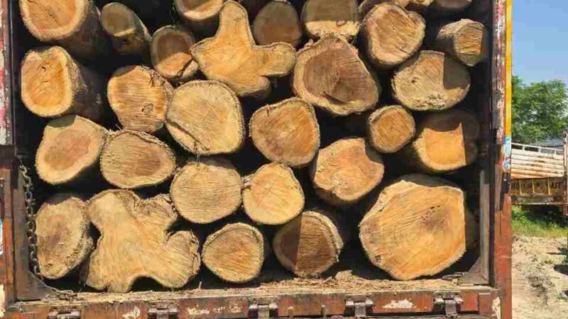 हरिद्वार में अवैध लकड़ी तस्करी पर पुलिस का प्रहार, सागौन की लकड़ी के साथ दो आरोपी गिरफ्तार