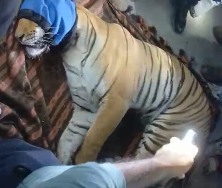 वन विभाग ने देर रात बाघ को ट्रेंकुलाइज करने में सफलता हासिल की