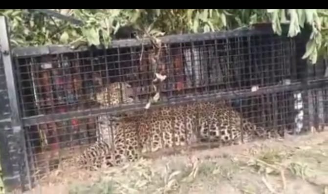 ग्रामीण क्षेत्र में पिजरे में कैद हुआ बाघ,आदमखोर है या नहीं भविष्य के गर्त में छुपा है