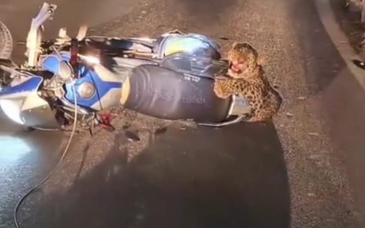 अलग अलग जगह से वन्यजीव हिंसक आया लपेट में एक दोपहिया वाहन में फंसा तो दूसरा पिंजरे में