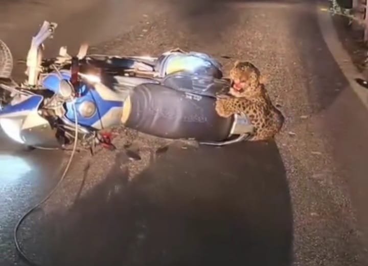 अलग अलग जगह से वन्यजीव हिंसक आया लपेट में एक दोपहिया वाहन में फंसा तो दूसरा पिंजरे में