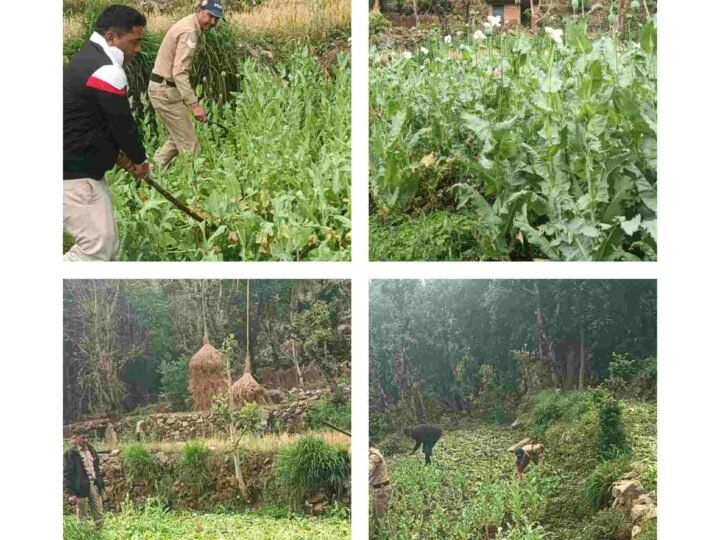 ऑपरेशन प्रहार के तहत टिहरी पुलिस की बड़ी कार्रवाई, 22 किलो अवैध पोस्त बरामद