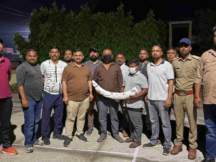 एसटीएफ की बड़ी कार्रवाई: 1.5 करोड़ कीमत का हाथी दांत बरामद, 2 वन्यजीव तस्कर गिरफ्तार