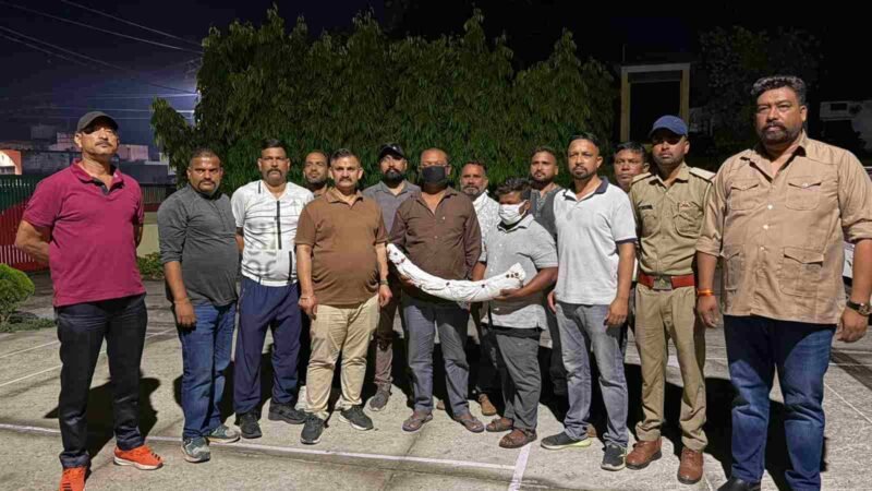 एसटीएफ की बड़ी कार्रवाई: 1.5 करोड़ कीमत का हाथी दांत बरामद, 2 वन्यजीव तस्कर गिरफ्तार