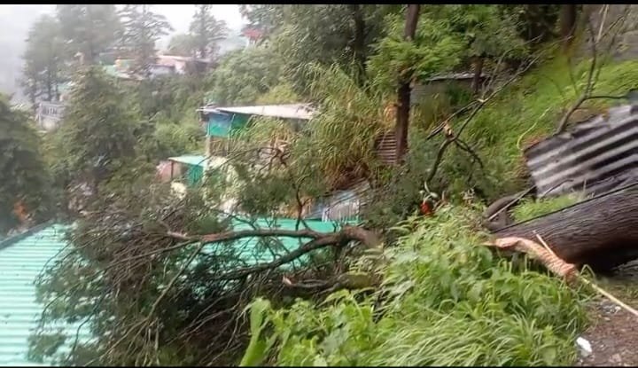 तेज हवाओं के चलते नारायण राम के मकान समीप गिरा पेड़,अलबत्ता कोई जनहानी नही हुई