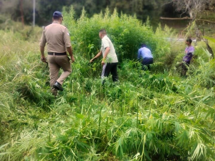 नशे की जड़ पर अल्मोड़ा पुलिस का प्रहार, 4 नाली अवैध भांग की खेती नष्ट
