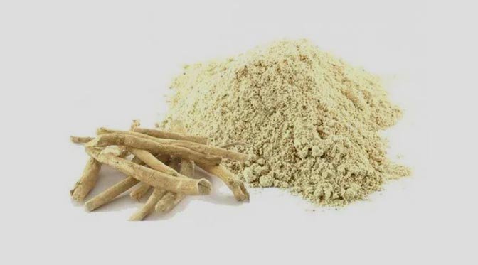 24 सप्ताह तक अश्वगंधा के सेवन पर बड़ा क्लिनिकल अध्ययन, लिवर-किडनी की कार्यक्षमता पर नहीं मिला नुकसान का प्रमाण
