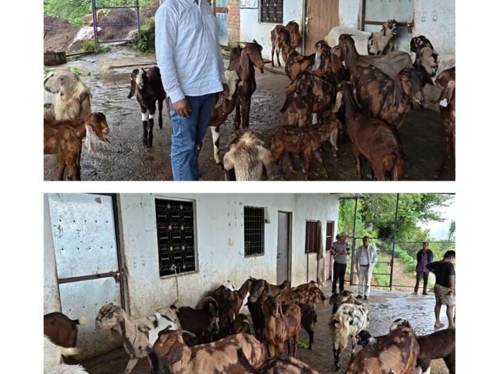 गोट वैली योजना से बदली पशुपालक प्रकाश कोहली की तकदीर, बकरी पालन से बने आत्मनिर्भर