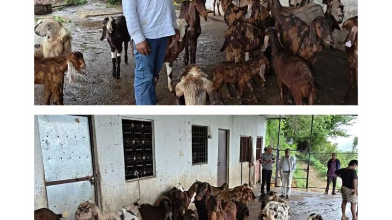 गोट वैली योजना से बदली पशुपालक प्रकाश कोहली की तकदीर, बकरी पालन से बने आत्मनिर्भर