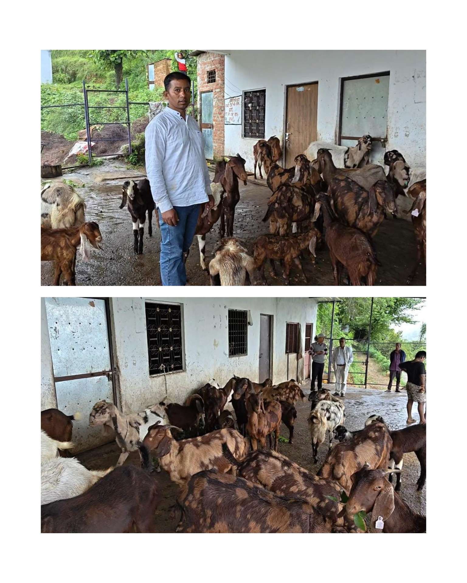 गोट वैली योजना से बदली पशुपालक प्रकाश कोहली की तकदीर, बकरी पालन से बने आत्मनिर्भर