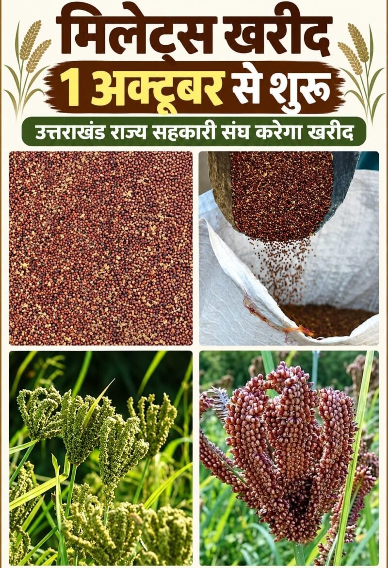उत्तराखंड में 1 अक्टूबर से 250 केंद्रों पर होगी मिलेट्स की खरीद, मंडुवा का भाव बढ़कर ₹52.05 प्रति किलो