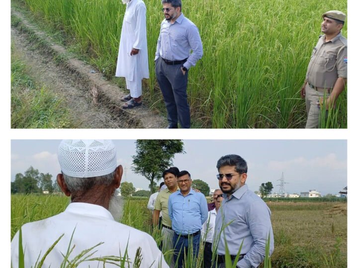 दून बासमती की खेती को मिला नया विस्तार, 75 हेक्टेयर में लहलहाएगी फसल