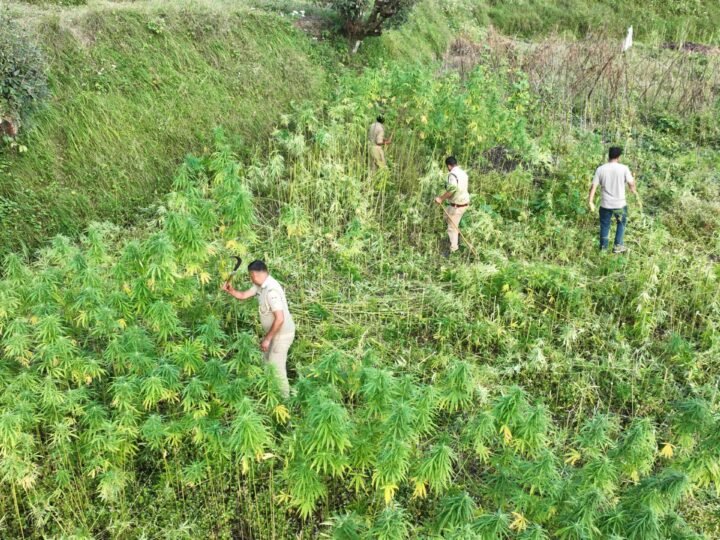चमोली पुलिस का बड़ा प्रहार, 160 नाली अवैध भांग की खेती नष्ट