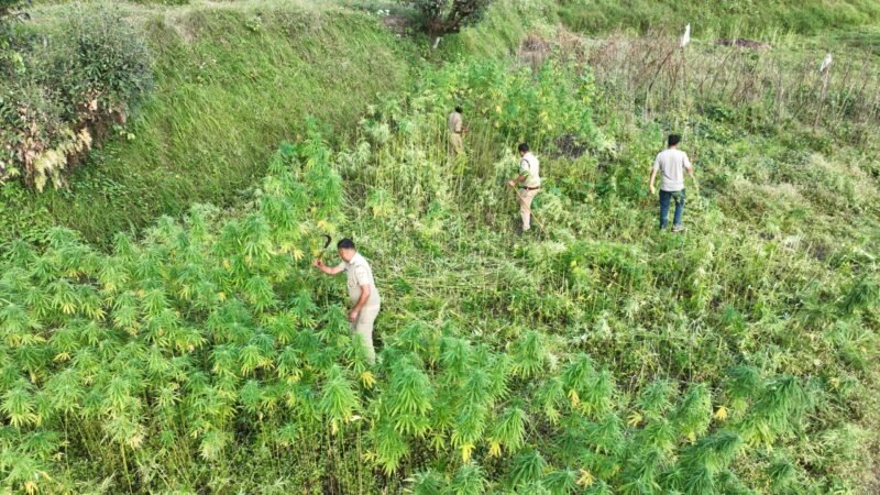 चमोली पुलिस का बड़ा प्रहार, 160 नाली अवैध भांग की खेती नष्ट