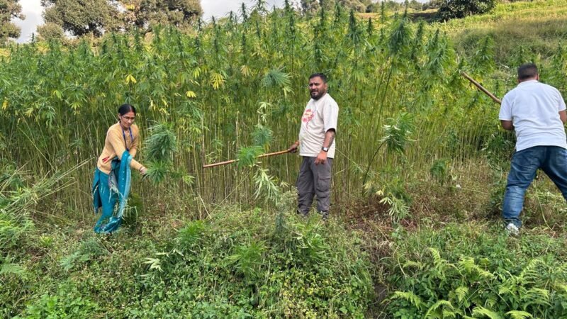 70 नाली भूमि पर अवैध भांग की खेती नष्ट, चमोली पुलिस का नशे के खिलाफ अभियान