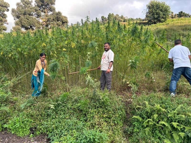 70 नाली भूमि पर अवैध भांग की खेती नष्ट, चमोली पुलिस का नशे के खिलाफ अभियान